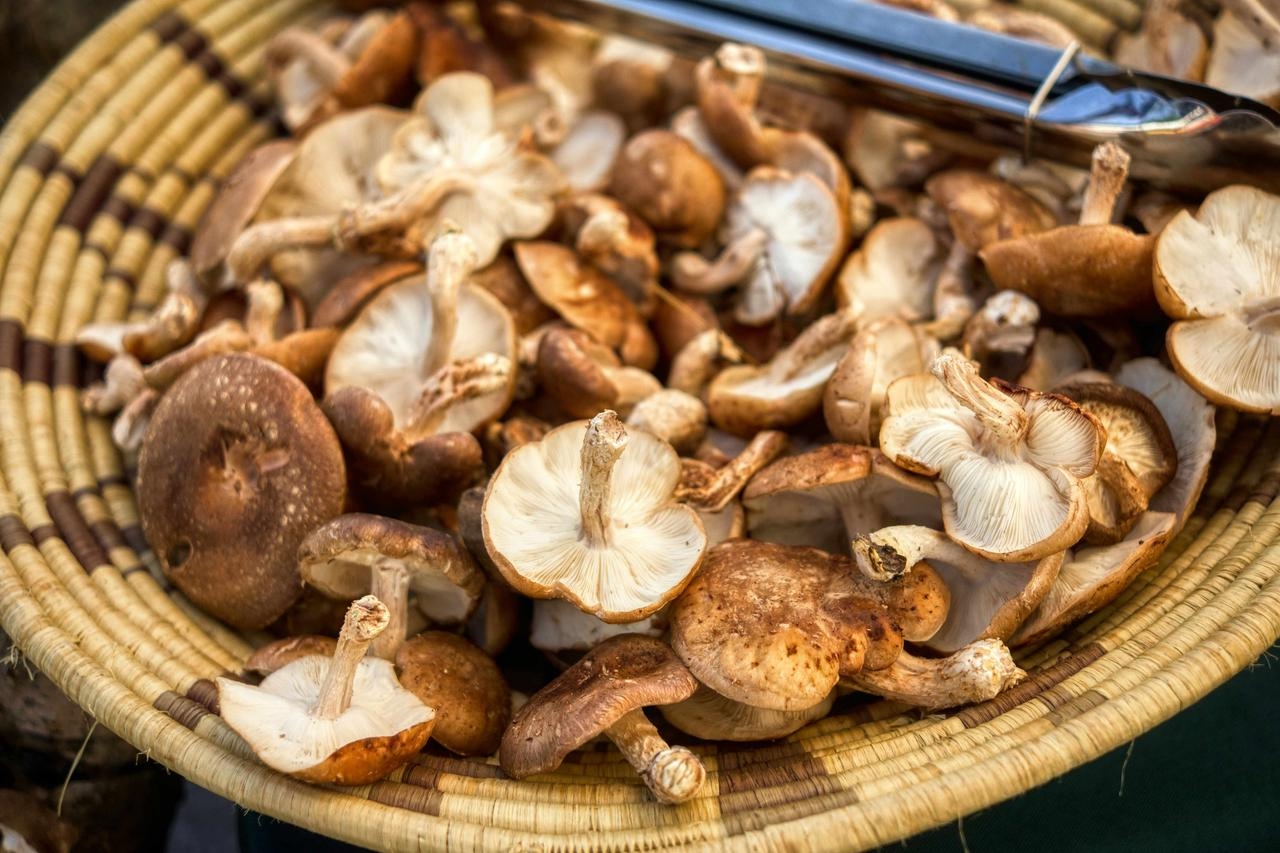 Korb voller frisch gesammelter Pilze im Herbst