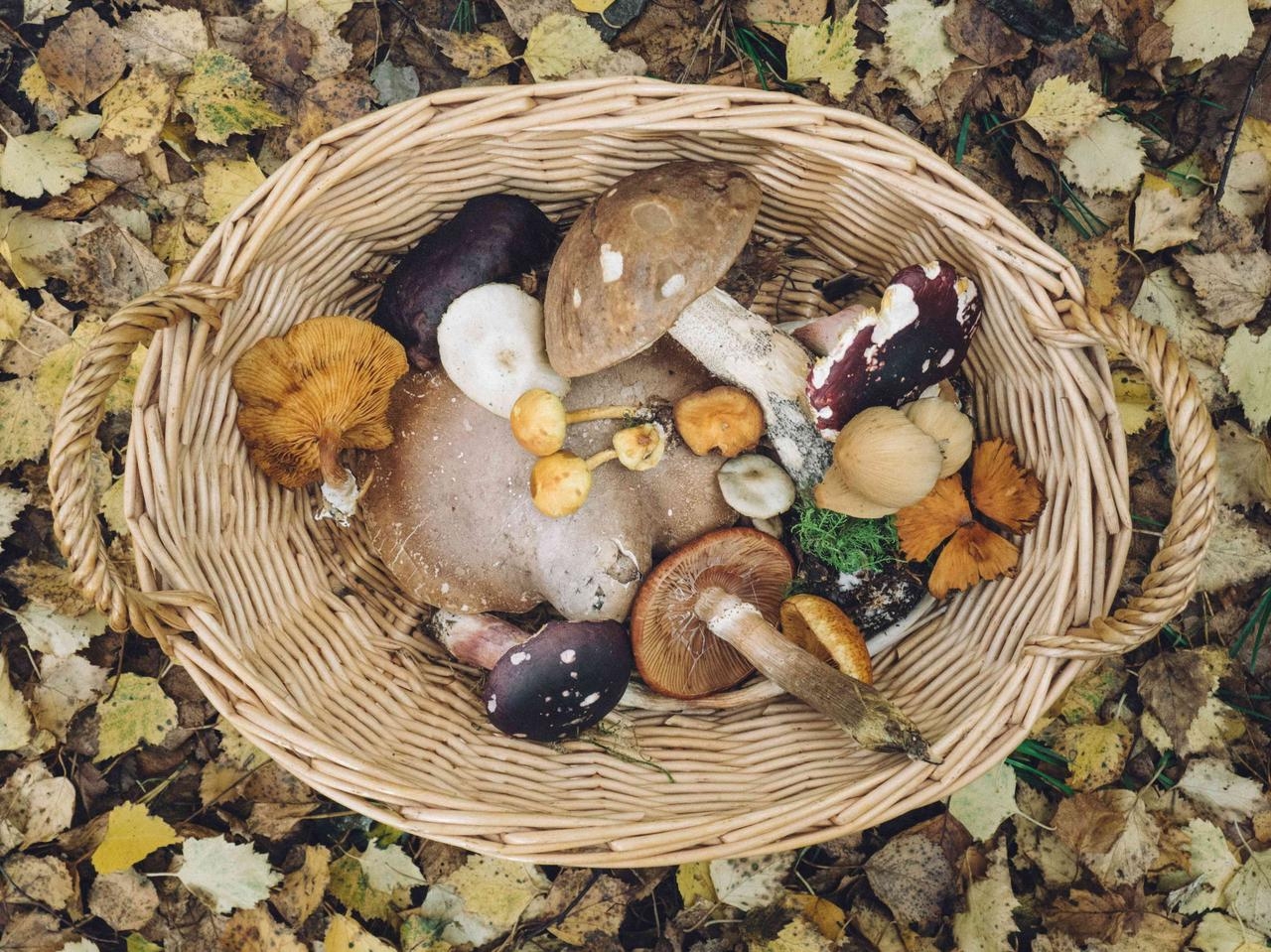 Pilze sammeln im Herbst bringt reiche Ausbeute