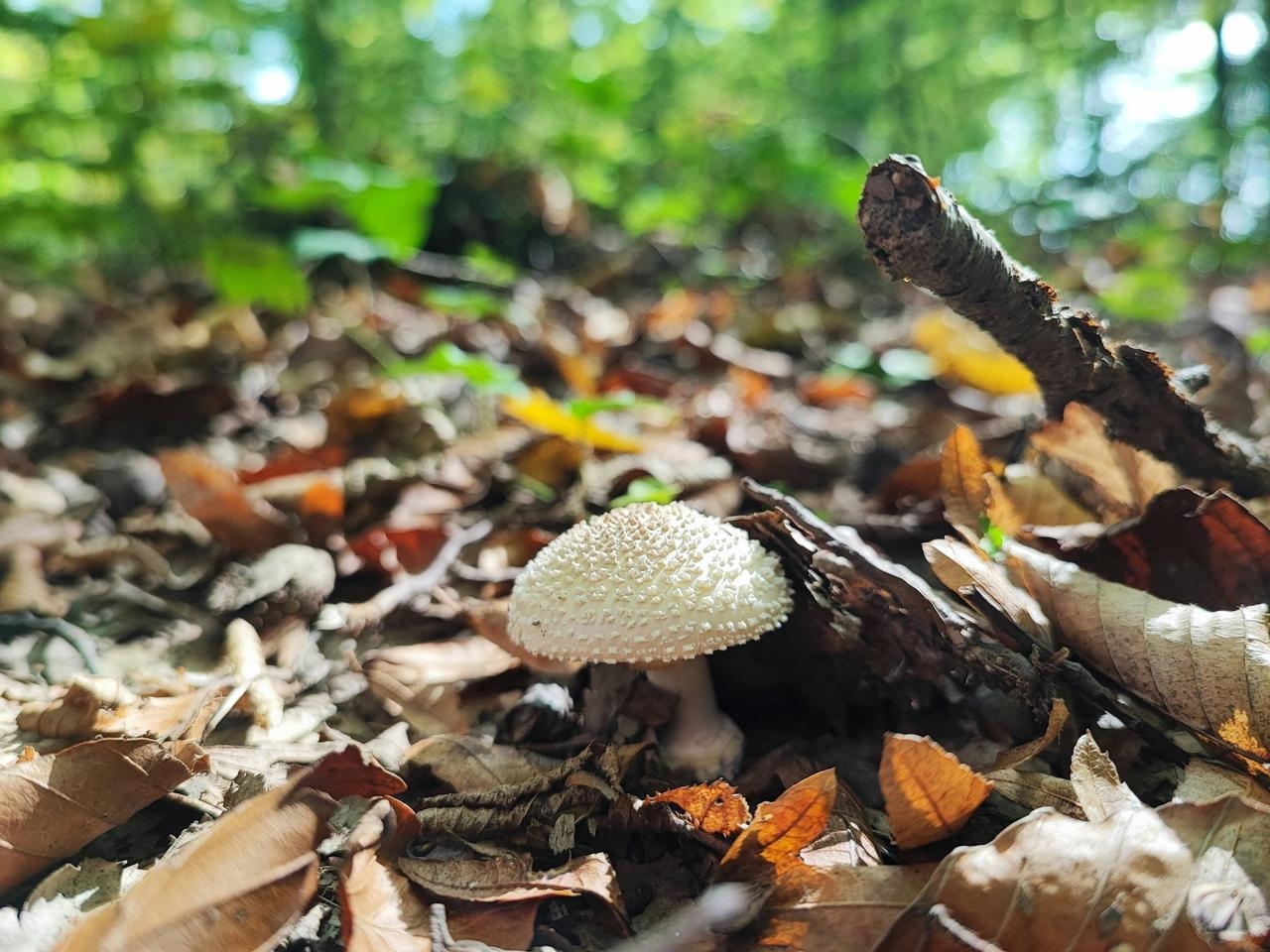Pilz im Wald zwischen Laub im Herbst