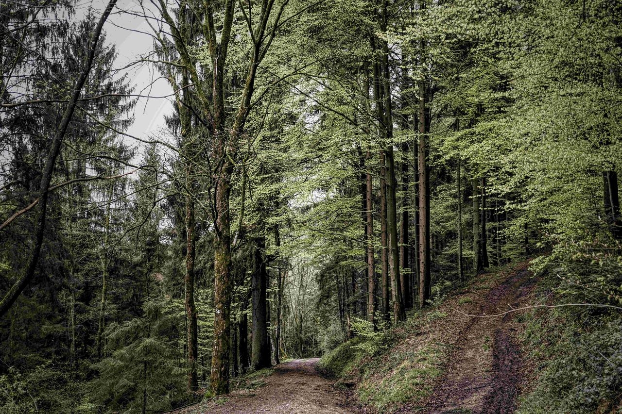 Wald in der Nähe von München