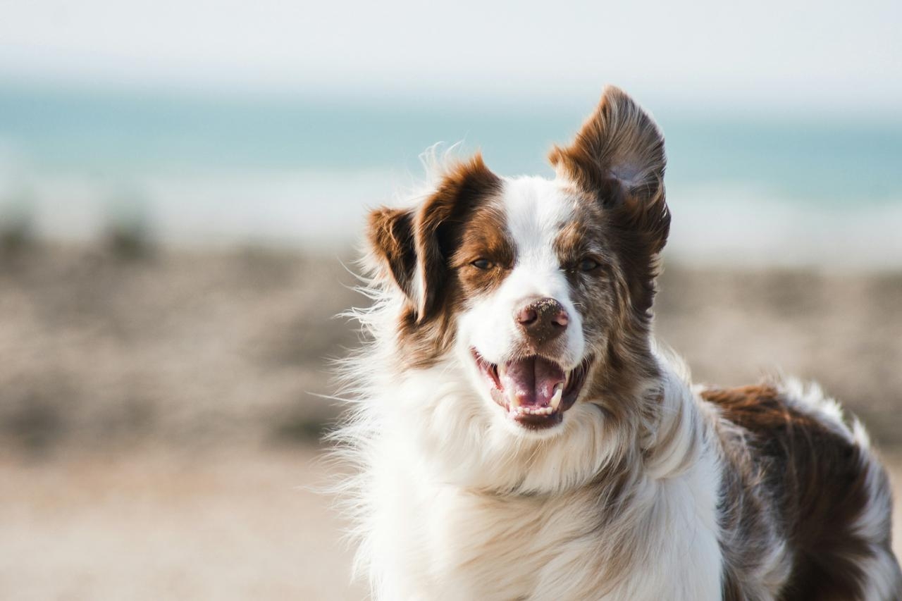 Glücklicher Hund beim Urlaub am Meer